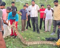 Python Snake: 50 किलो वजनी अजगर का किया रेस्क्यू 